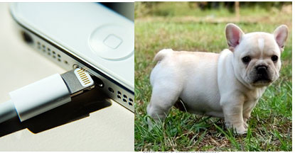 iphone-bulldog